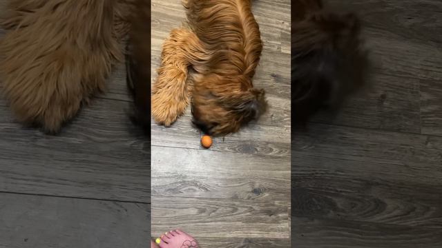 Sully vs. Egg #Briard