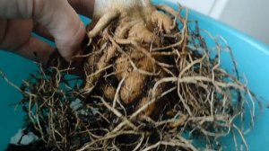 АДЕНИУМ Гниль Мадам Баттерфляй Как спасти? #адениум #adenium