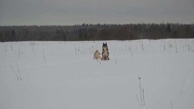 игры в снегу смотреть онлайн