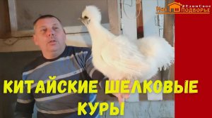 Разведение кур породы Китайские шелковые. Описание породы. Мое Подворье.mp4