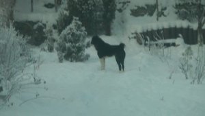 как мои алабаи охраняют дом и территорию