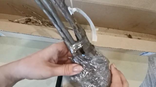 Посылка саженцев из Краснодарского края 