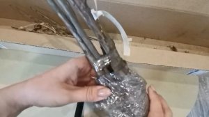 Посылка саженцев из Краснодарского края "Твой Сад"