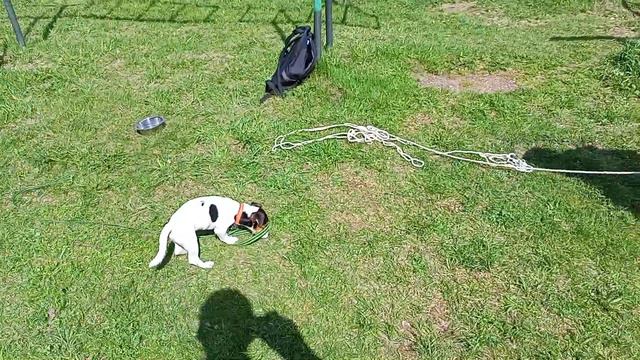 Дрессура собак. Город Реж Свердловской области. Стадион "Школьник". смотреть онлайн