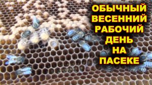 Самый обычный день на пасеке.