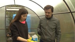 Высадка перца в теплицу по технологии органического живого земледелия