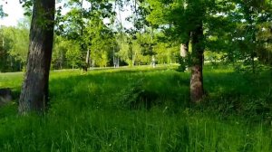 Баболовский парк - один из 5 парков г.Пушкин (Царское Село), июнь 2021 | пригороды Питера