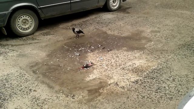 Вороны едят голубя смотреть онлайн
