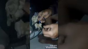 Наживка на сома Мидии,личинка майского жука и червь