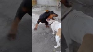 Стаф против добермана