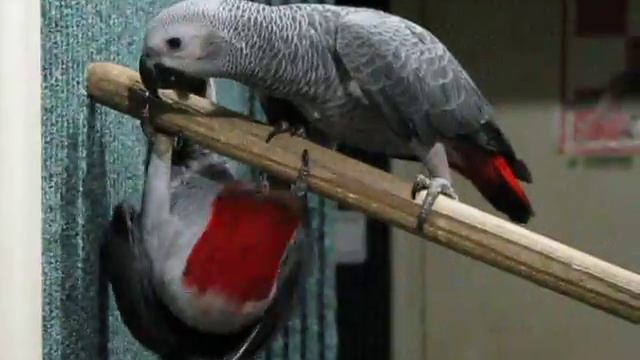 Нюшка и Ванька - зеркальное отображение смотреть онлайн