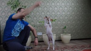 Щенок выполняет команды в 5 месяцев Джек Рассел Терьер