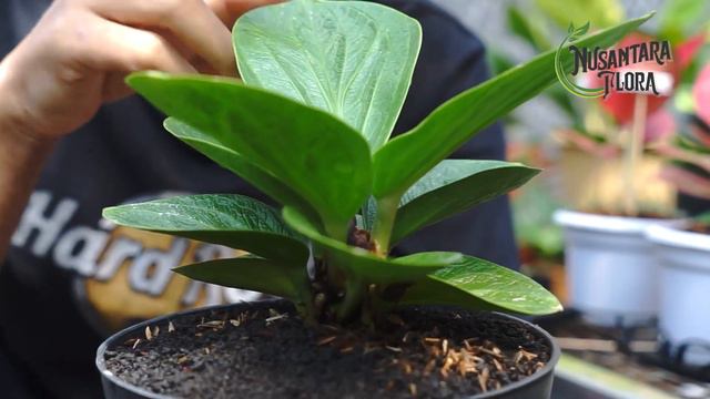 Anthurium Baja #tanamanhias #reviewanthurium #anthurium смотреть онлайн