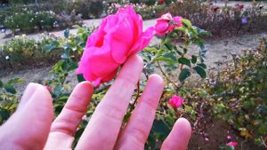 URARA ROSE plant by Hiroshi Hirabayashi sold by KEISEI BARA ENGEI 1995 Japan バラ ローズ うらら 京成バラ園芸