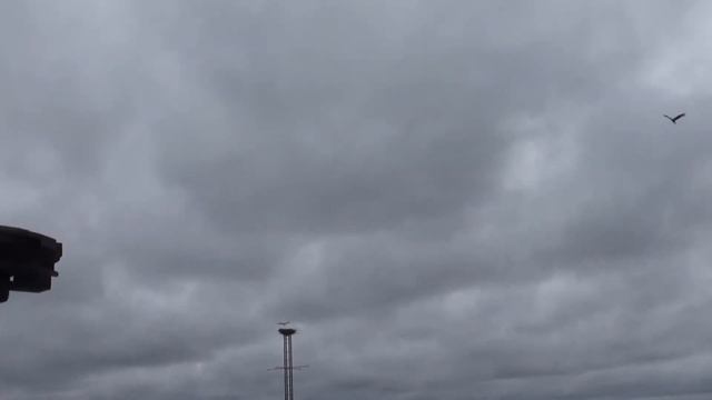 Выпуск аистов в самостоятельную жизнь - Рязанский дом белого аиста - Выпуск 4 (Ciconia ciconia) смотреть онлайн