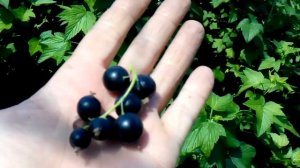 черная смородина полное созревание,