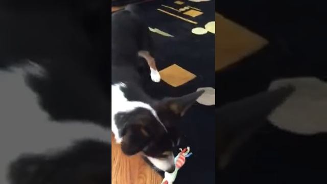 Meet Lola the mini corgi смотреть онлайн