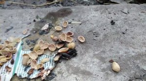 Челлендж как горят скорлупки от фисташек