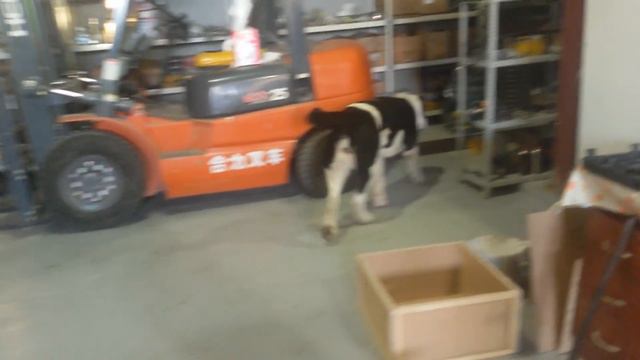 Бугай Алабай. Вперёд в будущее! С НАСТУПАЮЩИМ 2019! смотреть онлайн