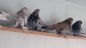 Мраморные голуби Израиля | Israel tumbler pigeons by Shimon Perez | יונים סורו |