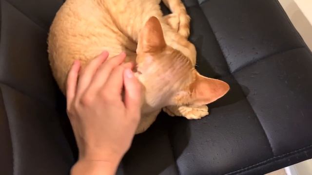 США Влог Нашла старые видео Что с Милкой Большая семья в США /USA Vlog/ смотреть онлайн