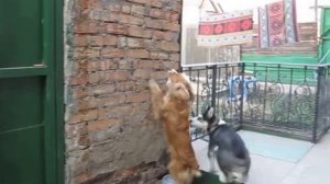 Спаниель и хаски. Husky and spaniel