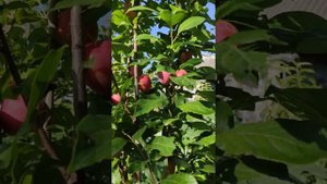 Колоновидная слива Империал