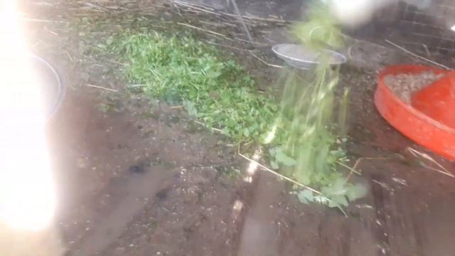 Подсадные утки. Утята ростут. смотреть онлайн