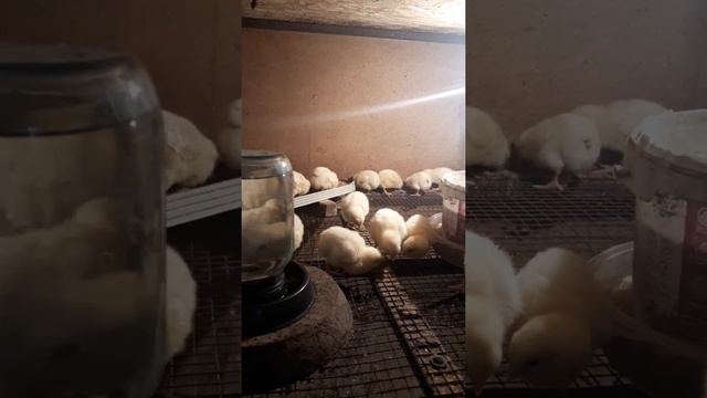 Выращивание бройлеров/часть 2/Страшная история! смотреть онлайн