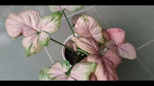 TAMPILAN TANAMAN SYNGONIUM PINK PERFECTION