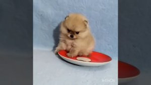 Какие же они бываю мини померашки миниатюрные шпицы! Иногда просто удивительно насколько миниотюрны