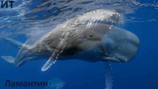 Обитатели воды смотреть онлайн