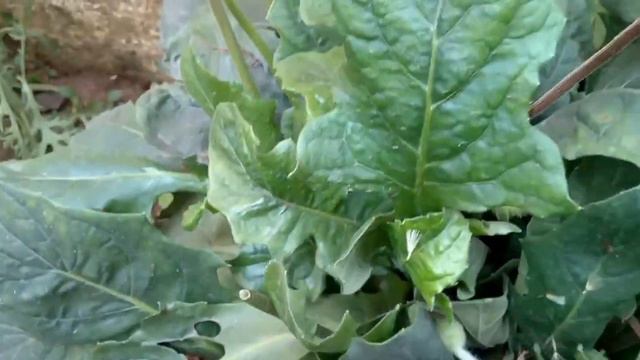 How to Grow & Care GERBERA DAISY Beautiful Flower by Seeds