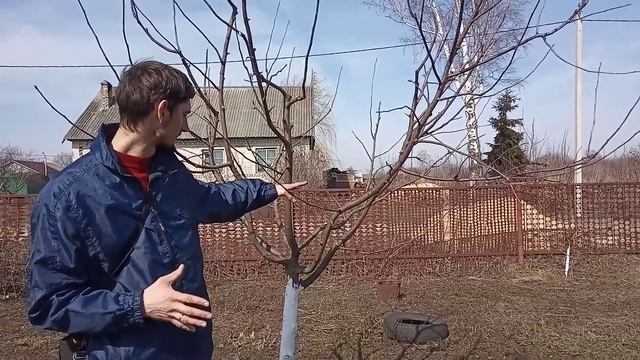 Формирование кроны дерева по типу ЧАШИ ?