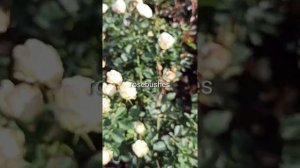 Галина спрей https://rose-bushes.ru/