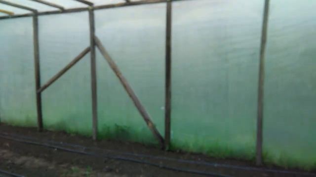 Огурец Арктика - пятый день от посева семян. смотреть онлайн