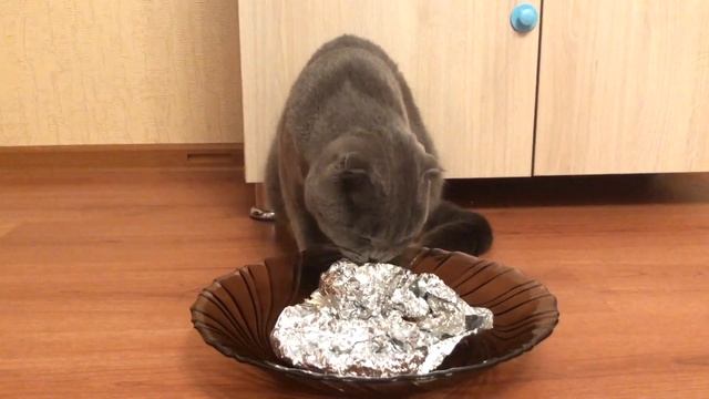 Кто такие зоопсихологи и когда они нужны коту?