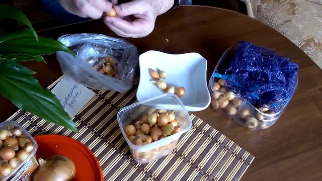 Как подготовить лук севок к посадке весной смотреть онлайн