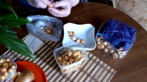 Как подготовить лук севок к посадке весной