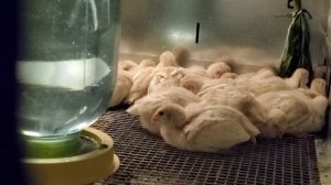 Цесарята спят.  20230429