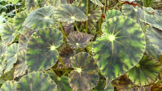 Begonia bowerae Ziesenh. / begonia de hoja смотреть онлайн