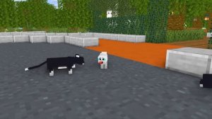 Monster School : Cat and Dog - Life Story - Minecraft Animation