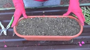 Герань(пеларгония). Осенняя обрезка, Посадка, Черенкование. Как сохраняю герань до весны(часть1)