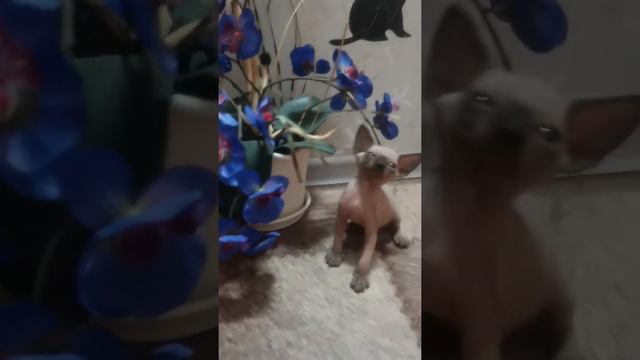 Голубоглазая кошечка сфинкс