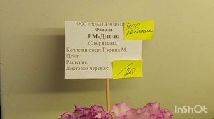 Выставка фиалок в январе 2024 в Доме фиалок(МФ)#фиалки#выставка#домфиалок#