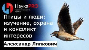 Птицы и люди: наблюдение, изучение, охрана и конфликт интересов – Александр Липкович | Научпоп