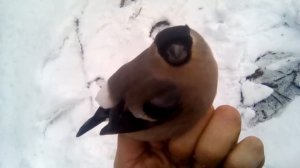 Самка снегиря