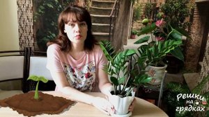 Замиокулькас (ДОЛЛАРОВОЕ ДЕРЕВО) - правильный уход | Как вырастить долларовое дерево