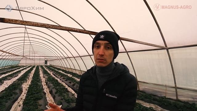 Самый выгодный сорт клубники. И это не Кабрилло. Правда о современных сортах.