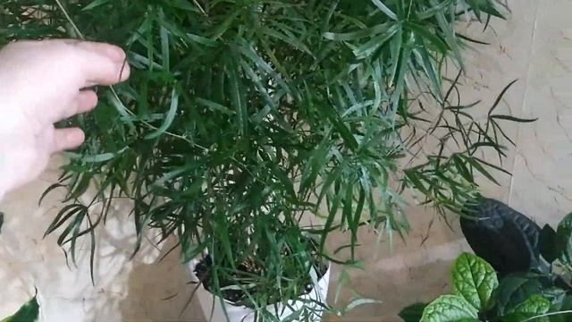 Комнатные цветы в зимний период смотреть онлайн